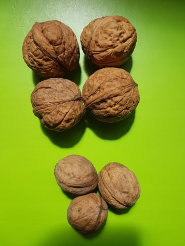  Walnuts and hazelnut Koszyce seedling in 3-5 l container, 100-150 cm