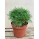  Grafted white pine Greg, blue, soft needles, large plant, 5 liters