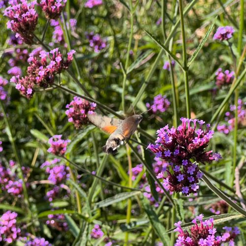  Patagonian Verbena (Verbena Bonariensis) Large Seedling Pot P13