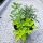  Herb mixture Rosemary Oregano Seedlings Herbs in pot Freshly potted