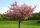  Kanzan saw cherries being grafted onto the trunk, an amazing PINK FLOWER STORM