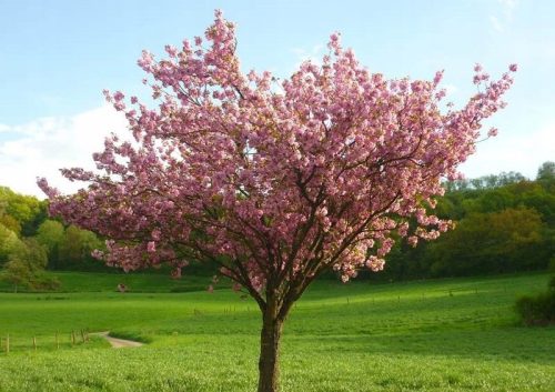  Kanzan saw cherries being grafted onto the trunk, an amazing PINK FLOWER STORM