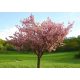  Kanzan saw cherries being grafted onto the trunk, an amazing PINK FLOWER STORM