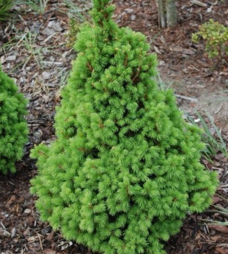  White Spruce Conica sowing in pot