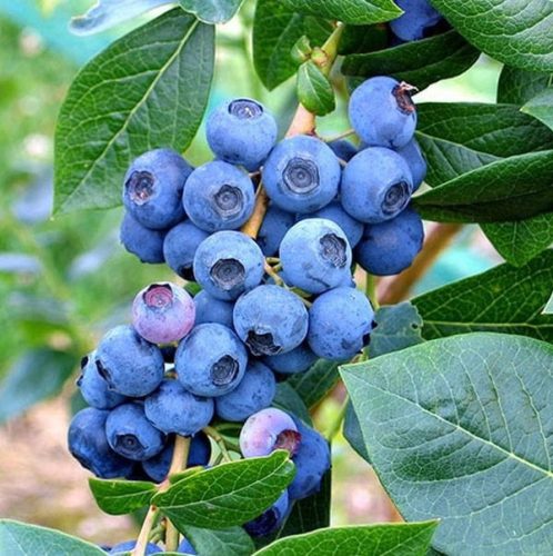  Blueberries and bilberries BLUECROP seedling in 3-5l container 120-140 cm