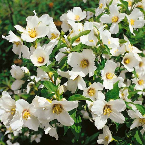  Jasmine Belle Etoile strongly scented sowing in pot