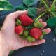  Honeoye early strawberry Multiplat 10 pcs