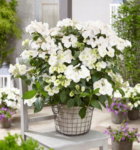  Hydrangea RUNAWAY BRIDE 'Snow White' (Hybrid Hydrangea) Large Seedling XL-C