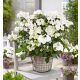  Hydrangea RUNAWAY BRIDE 'Snow White' (Hybrid Hydrangea) Large Seedling XL-C