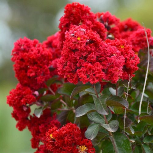  Lagerstroemia RED (Lagerstroemia indica), 3-year-old seedling XL-C5