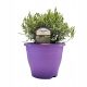  Evergreen Lavender PLATINUM NICO (Lavandula) GIANT SEEDING XL- C4,5