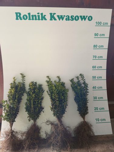  Boxwood seedling with bare root, 40-45 cm