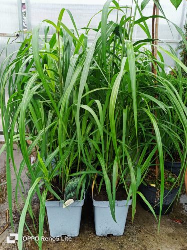  Chinese silver grass MEMORY large seedling XXL