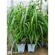  Chinese silver grass MEMORY large seedling XXL