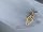  Fashionable, spectacular EXC cufflinks Fish Sign Symbol Pisces gold plated
