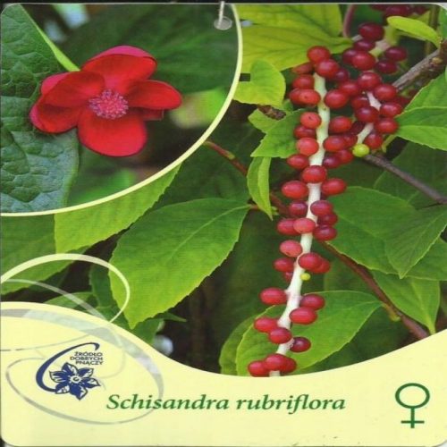  Red-flowering Schisandra female, Schisandra rubriflora F