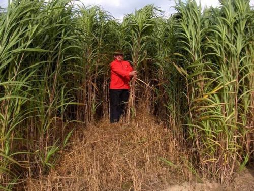  Miscanthus giant root cuttings 100 pieces, tall ornamental grass