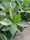  Cherry laurel Caucasica, flowerpot P9, evergreen, for a beautiful hedge, 90-120 cm!