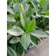  Cherry laurel Caucasica, flowerpot P9, evergreen, for a beautiful hedge, 90-120 cm!