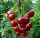  Cherries and cherries in Polish glass, seedling in 2-3l container, 100-120 cm