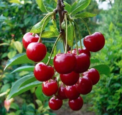  Cherries and cherries in Polish glass, seedling in 2-3l container, 100-120 cm