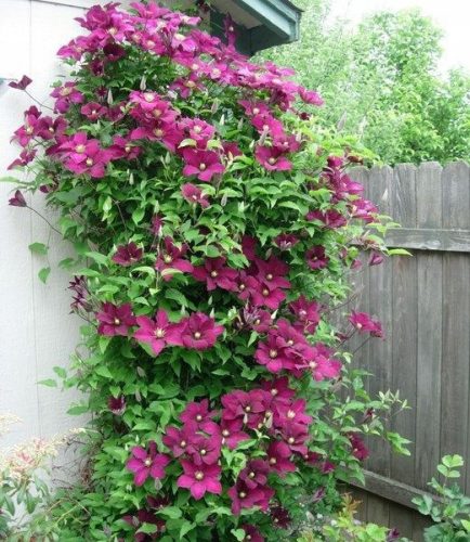  Clematis seedling in a 1-2 liter container