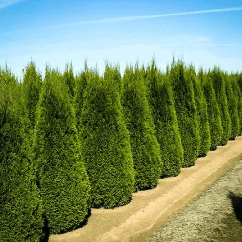  Thuja Smaragd beautiful seedling, premium quality, 120 cm, cheap from the manufacturer