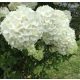  Hydrangea seedlings in a 3-5l container, 25-30 cm