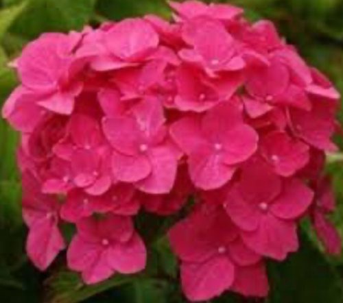  Hydrangea seedlings in a 3-5l container, 20-30 cm