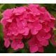  Hydrangea seedlings in a 3-5l container, 20-30 cm