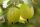  INVICTA gooseberry seedling in 2-3l container, 90-120 cm