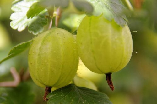  INVICTA gooseberry seedling in 2-3l container, 90-120 cm