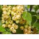  WHITE currants from JUTERBOG seedling in container 1-2l 90-120 cm