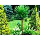  Willow seedlings in 3-5l containers, 100-115 cm