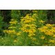  Common Tansy against ticks 12 1-year-old seedlings + free