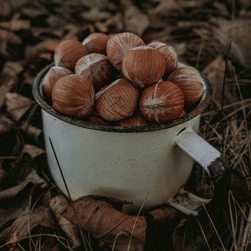  Hazelnut seedlings Hazelnut tree GARIBALDI - large fruits