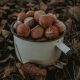  Hazelnut seedlings Hazelnut tree GARIBALDI - large fruits