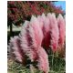  PINK PAMPASS GRASS 3L LARGE