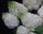  White hydrangeas, seedlings in 2-3l containers, 30-60 cm