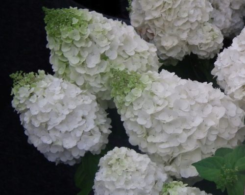  White hydrangeas, seedlings in 2-3l containers, 30-60 cm