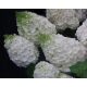  White hydrangeas, seedlings in 2-3l containers, 30-60 cm