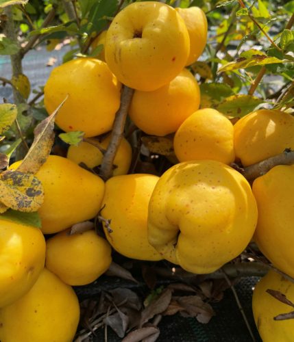  Japanese Quince FIRE DANCE Quince seedlings for tincture and juice POWER of vitamins