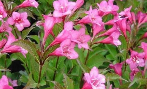  Shrub seedlings in a 3-5 liter container, 20-30 cm