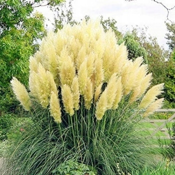  WHITE PLUM PAMPASS GRASS