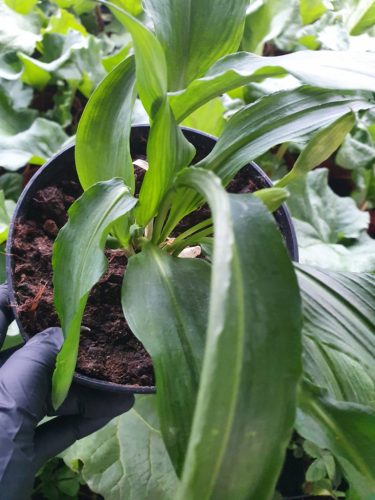  Bear garlic, large sowing in a green pot, herbs for home