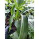  Bear garlic, large sowing in a green pot, herbs for home