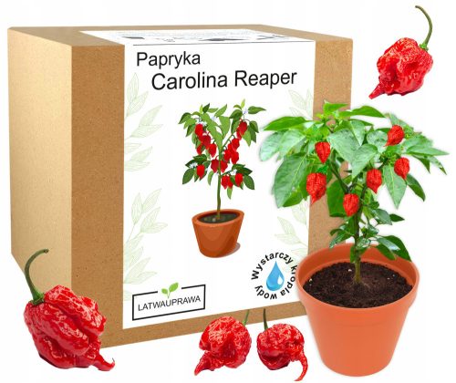  Kit for growing Carolina Reaper HP22B red pepper seeds – THE SPIT TEST