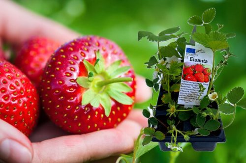  Wild strawberries and strawberries ELSANTA tubers/bulbs/rhizomes in bulk packaging 5-10 cm