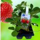  POLKA wild strawberries/bulbs/rhizomes in bulk packaging 5-10 cm