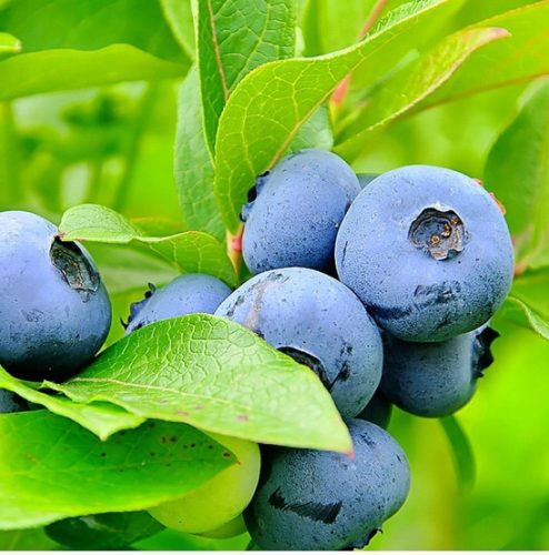  Blueberry and Bluegold blueberry seedling in 2-3l container, 20-40 cm